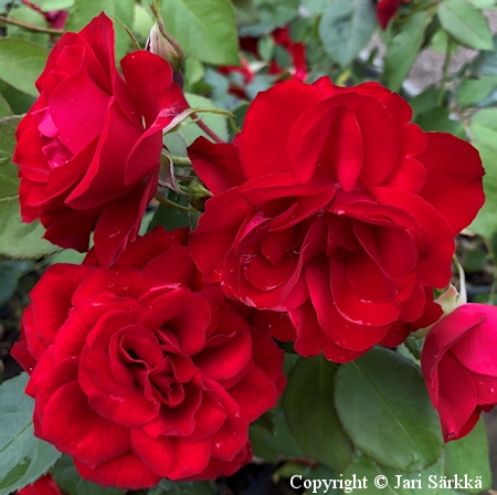 Rosa Floribunda-Ryhm 'Europeana'